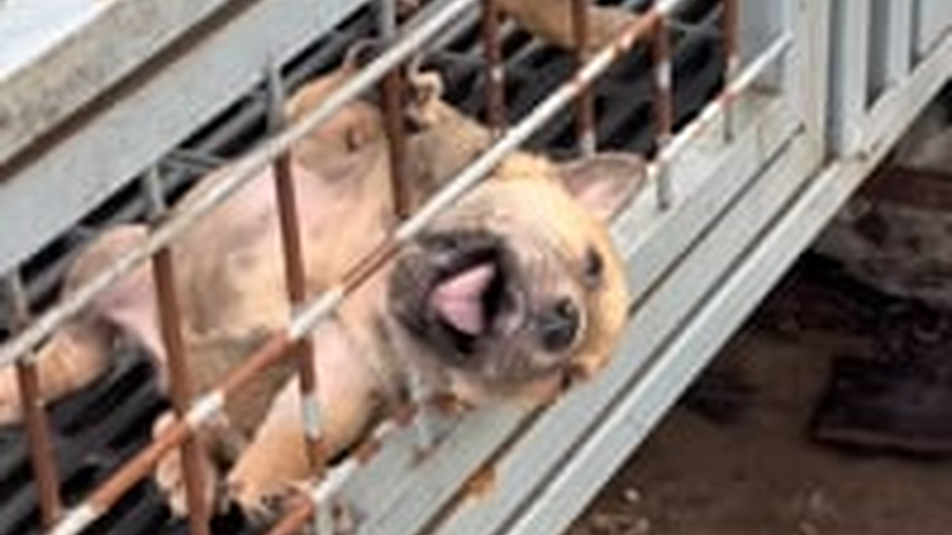 T1106030_Rescuers Find A Helpless Animal In The Rain