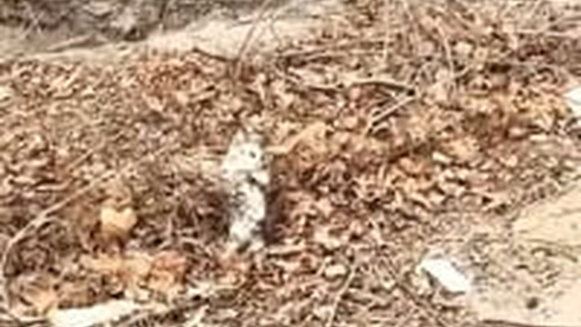 T1106031_rescued kitten trapped in wire fence andadopted her then