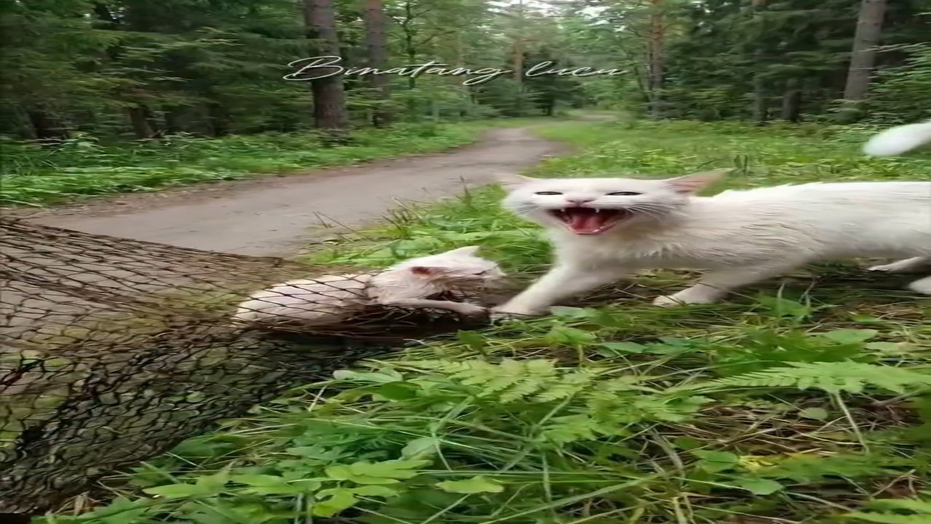 Full Video: T1306008_mother cat cried hysterically her kitten was trapped in net. Binatang lucu