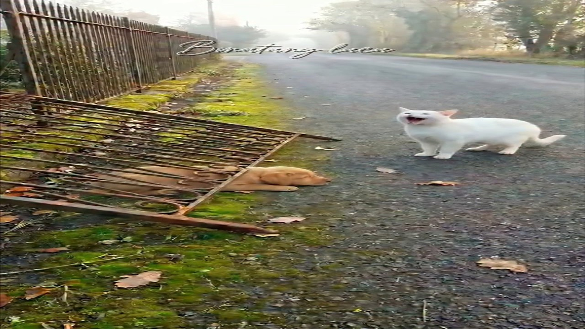 Full Video: T1306009_Its friend was trapped under fence it cried out until woman came to help. Binatang lucu