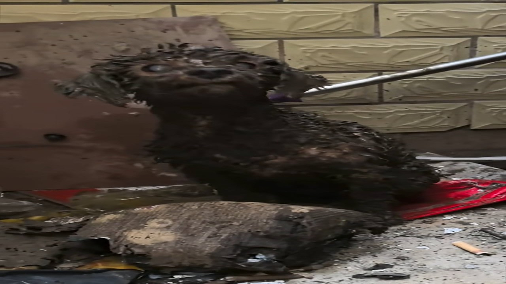 Full Video: T1106001_A Forgotten Animal Gets One More Chance