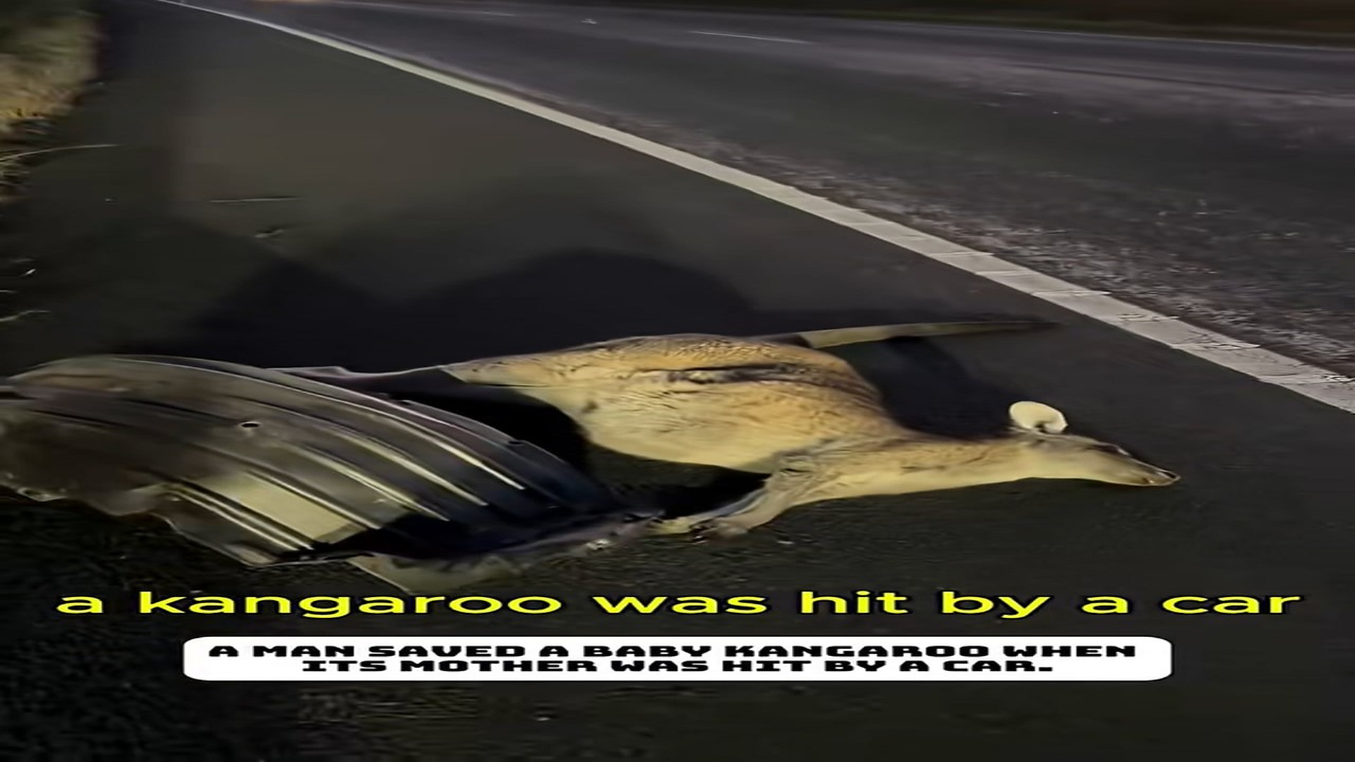 Full Video: T1106004_baby kangaroo lost its mother was adopted