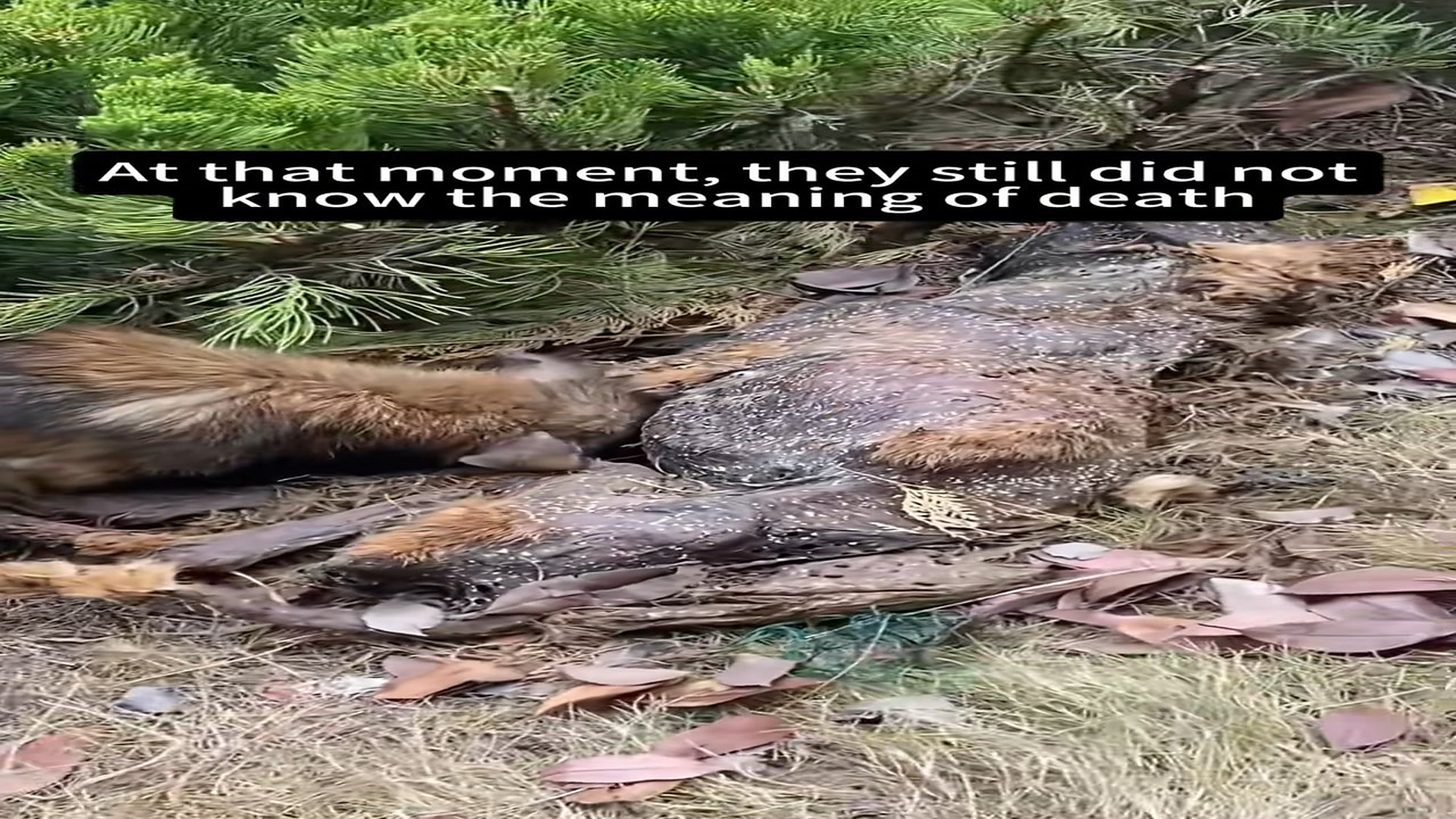 Full Video: T1106007_Even after Mom passed away, dogs never left