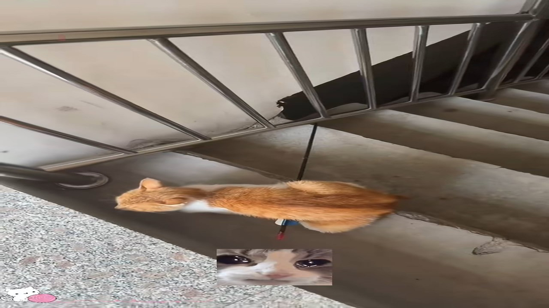 Full Video: T1106008_Even though mother cat was severely injured, she was constantly t
