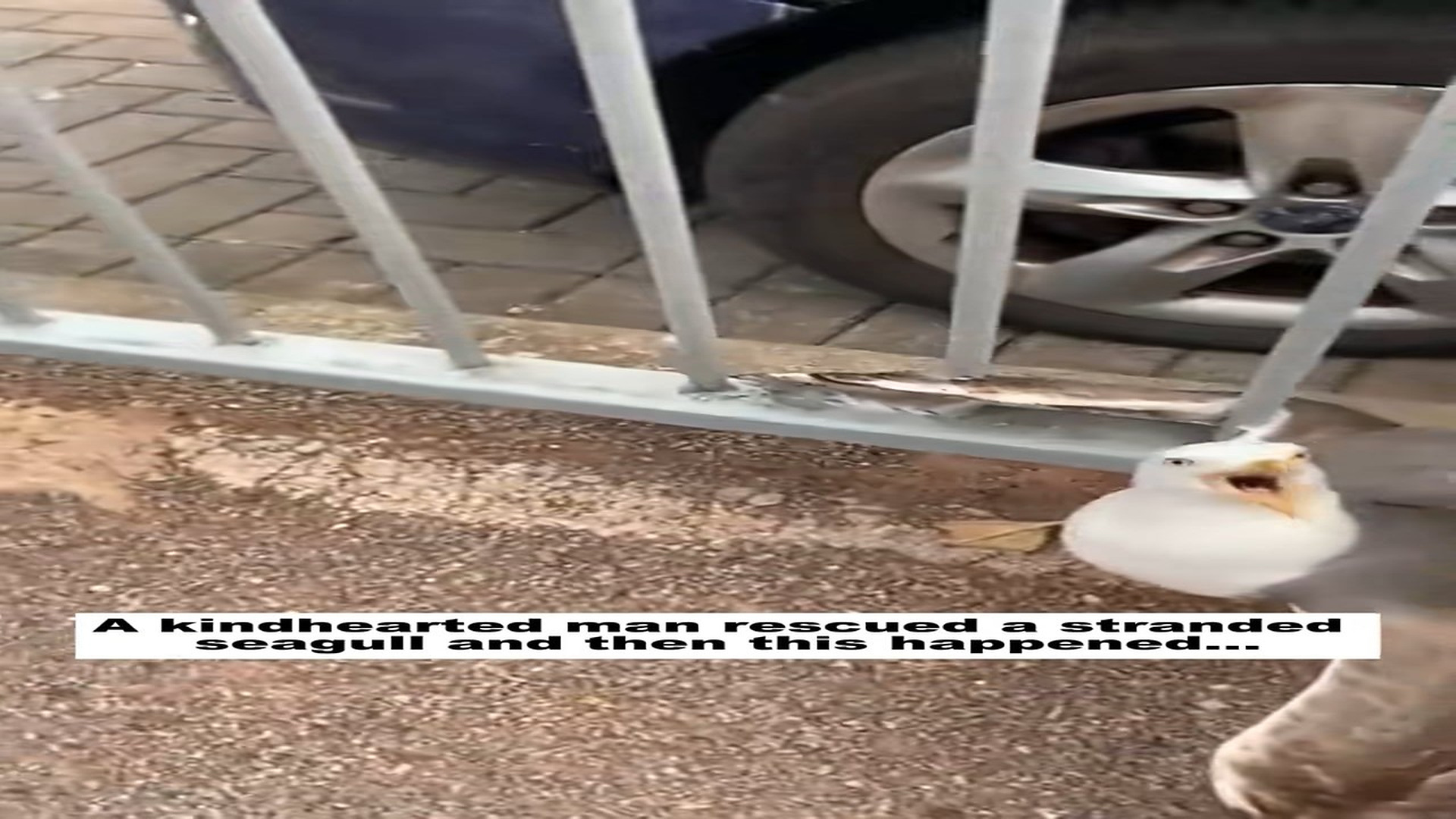 Full Video: T1106017_kindhearted man rescued stranded seagull, then happened