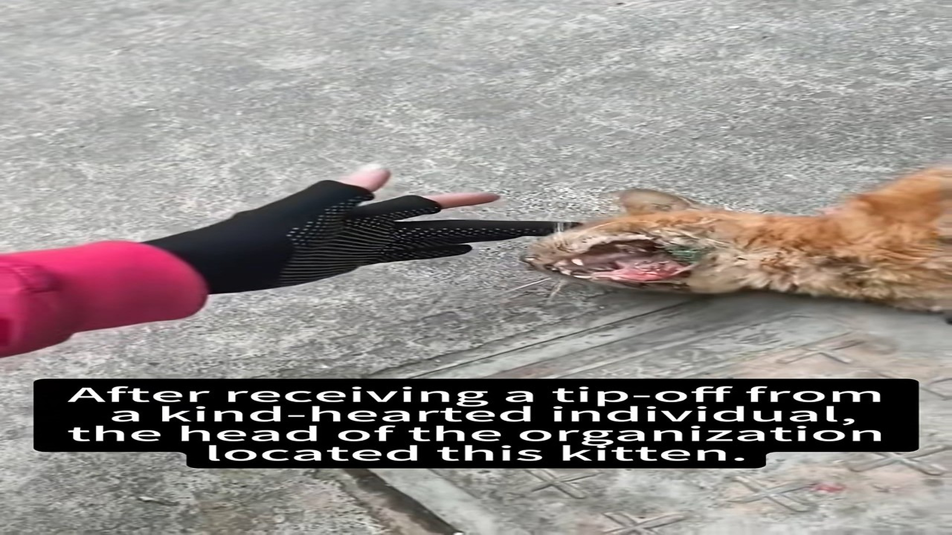 Full Video: T1106019_kitten who knew lived joy, but faces death