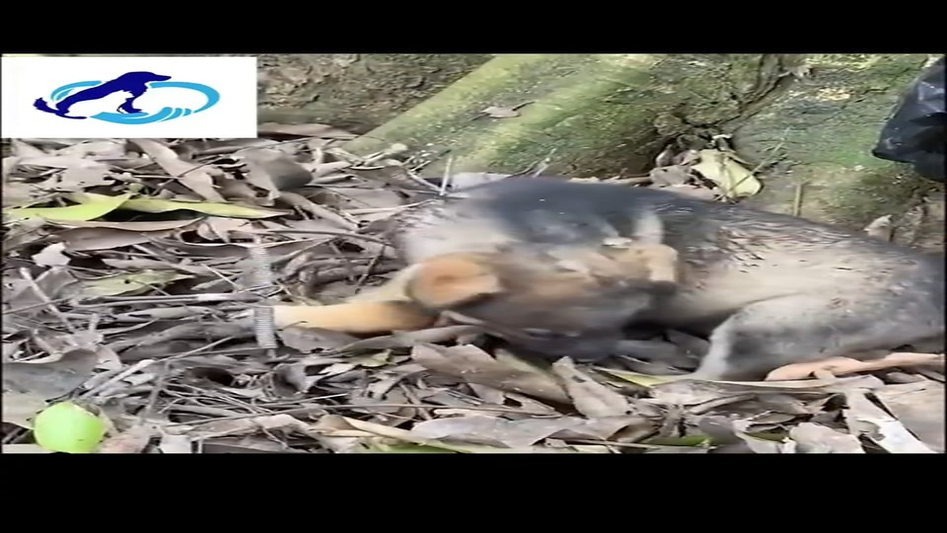 Full Video: T1106021_More Puppy Panicked, Tighter Trap Seemed To Hold Her Hurt Her More