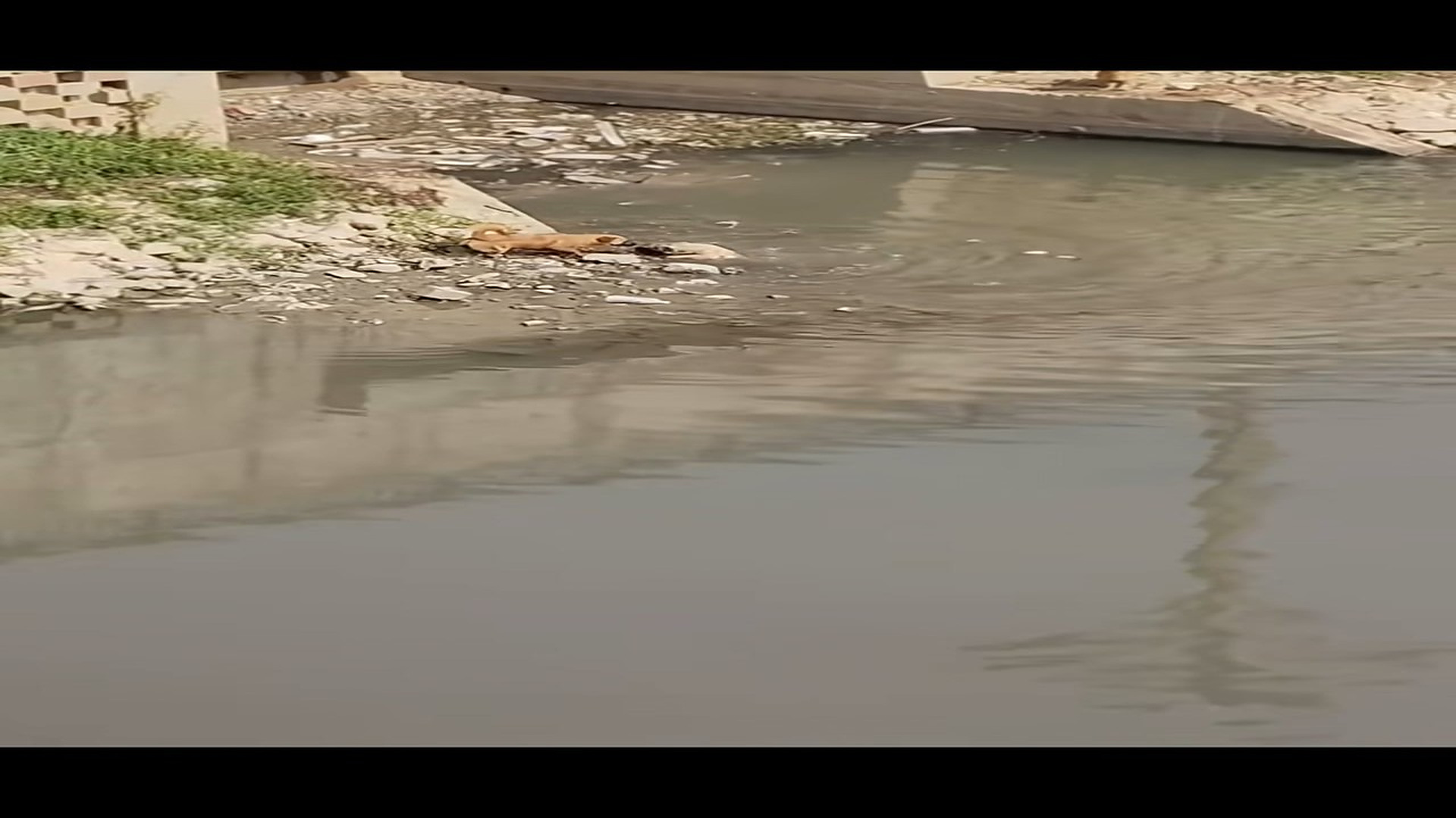 Full Video: T1106022_Abandoned Animal Learns To Trust Again