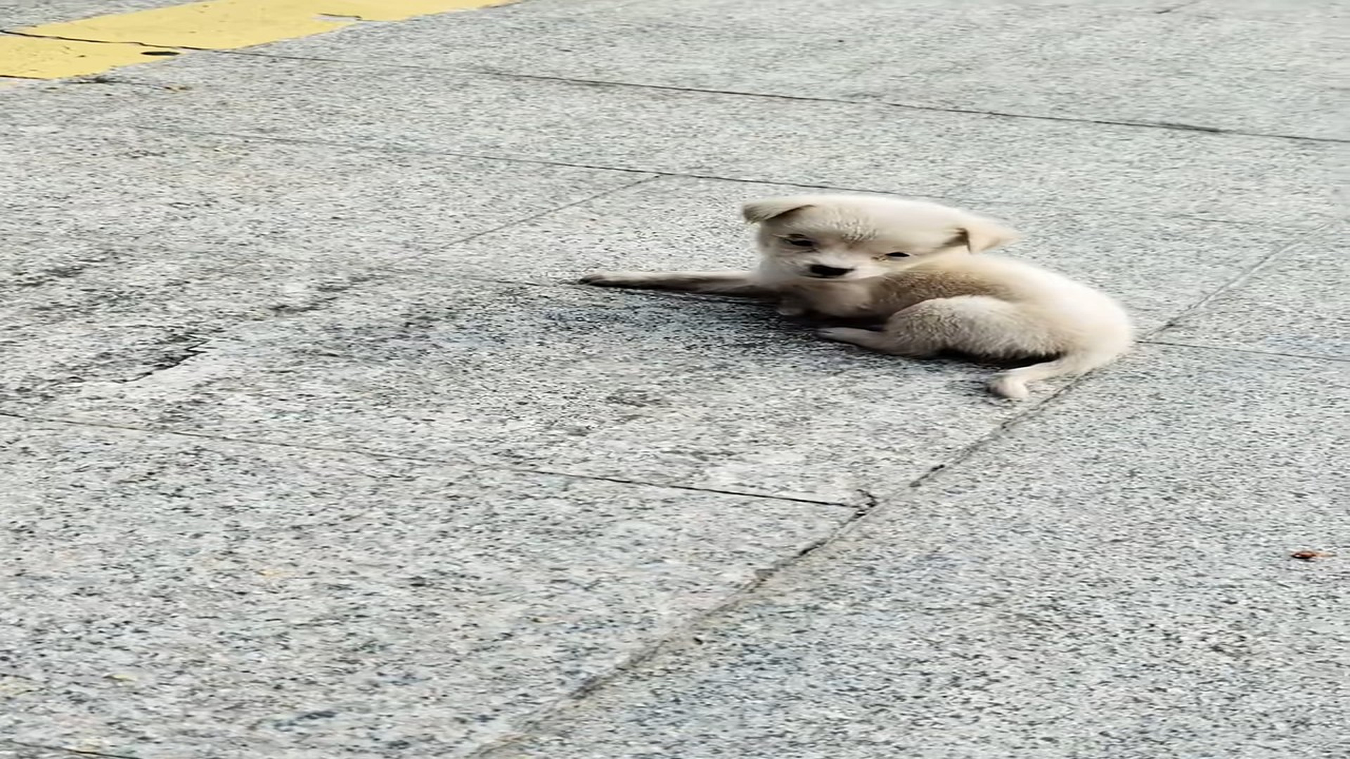 Full Video: T1106025_Abandoned Animal Found Crying For Help