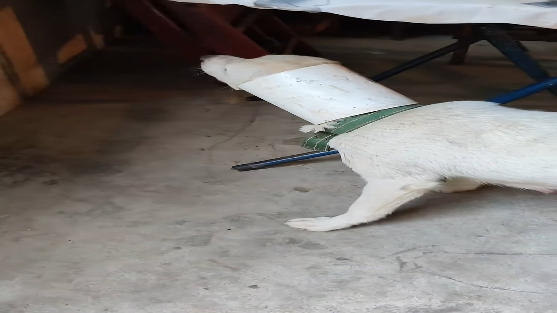 Full Video: T1106028_This Animal Rescue Story Is Truly Heartbreaking