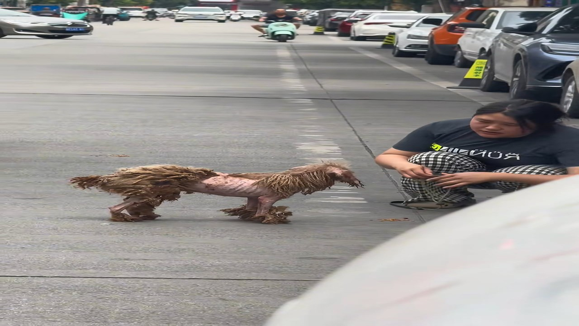 Full Video: T1106029_Abandoned Animal Learns To Trust Again