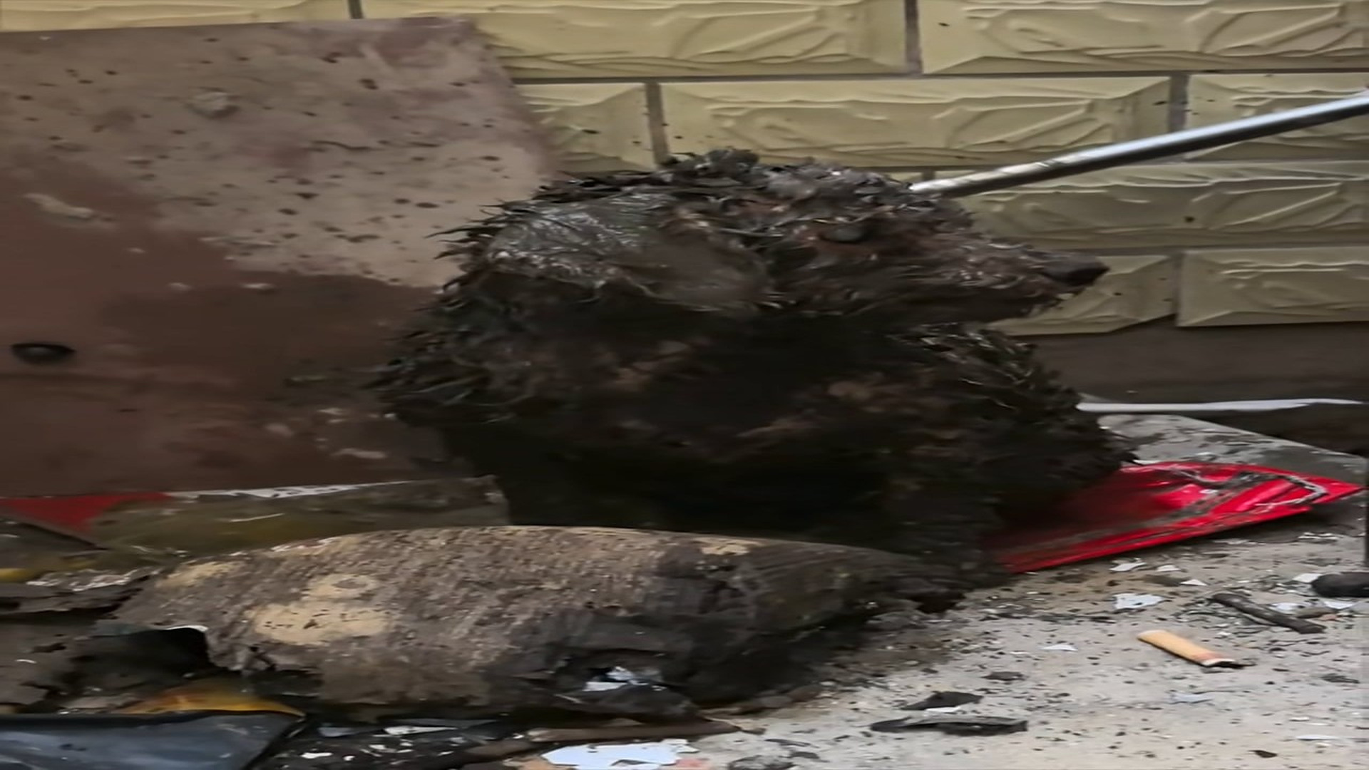 Full Video: T1106036_Tiny Animal Saved From A Dangerous Place
