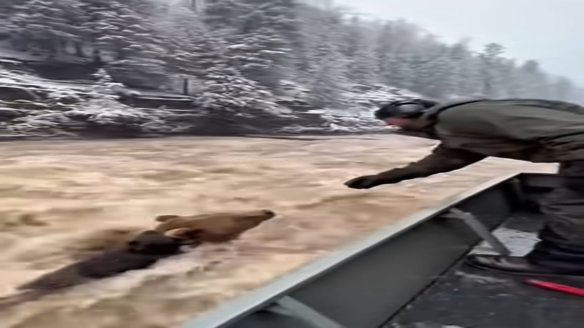Full Video: T1106038_Average man rescues bear it cub!