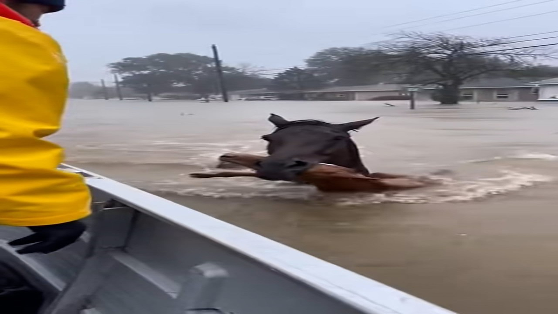 Full story: T1406005_Dramatic Flood Rescue Mother Horse Saves Foal Miraculously Reach