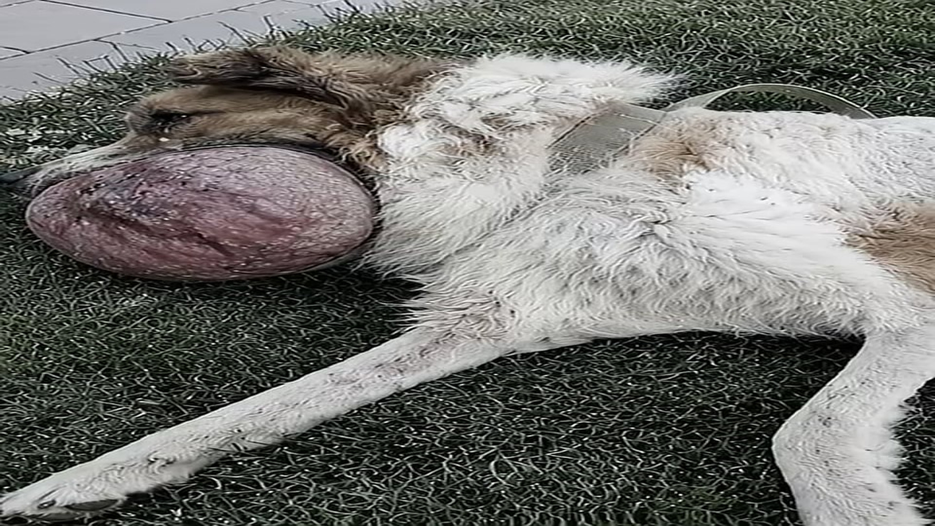 Full story: T1406006_Dumped Like Garbage While Dying of Cancer, He Still Wagged His Tail When He Saw Child!!