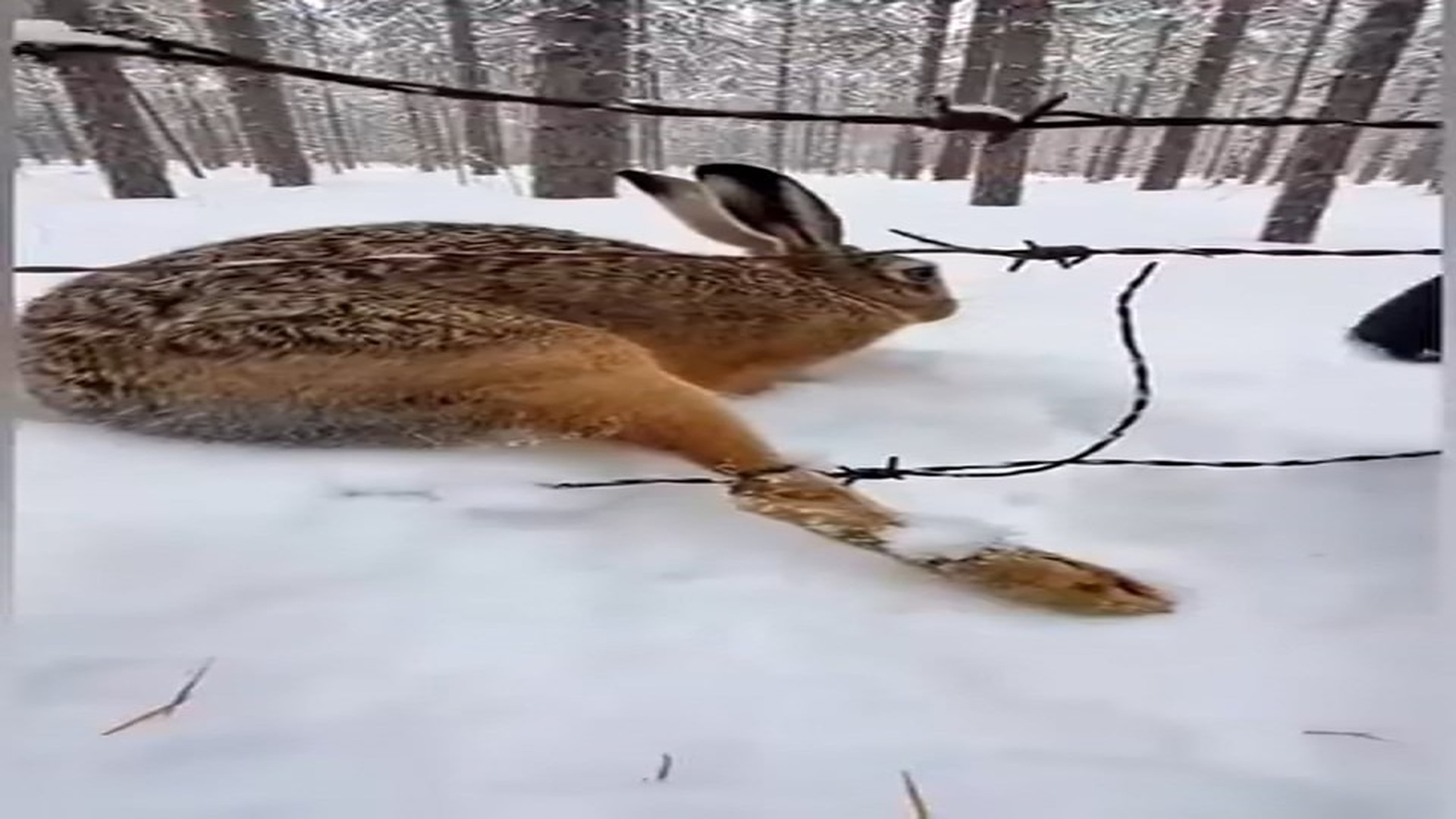 Full story: T1406007_Faith in Humanity Restored A Heroic Rescue and Pure Winter Magic ❄️�