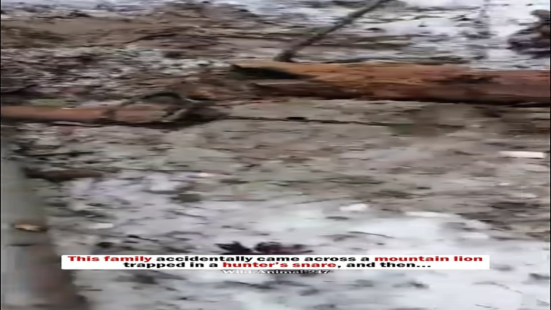 Full story: T1406008_family accidentally came across mountain lion trapped in hunter snare, then