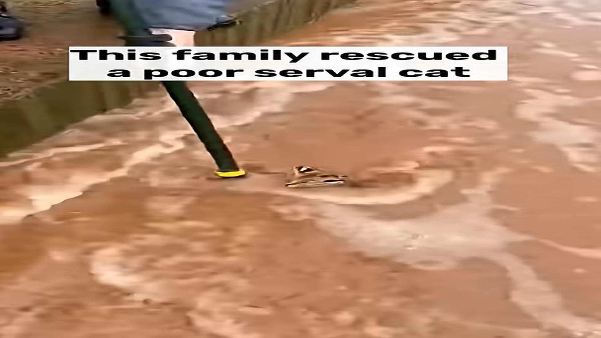 Full story: T1406009_family rescued poor serval cat!