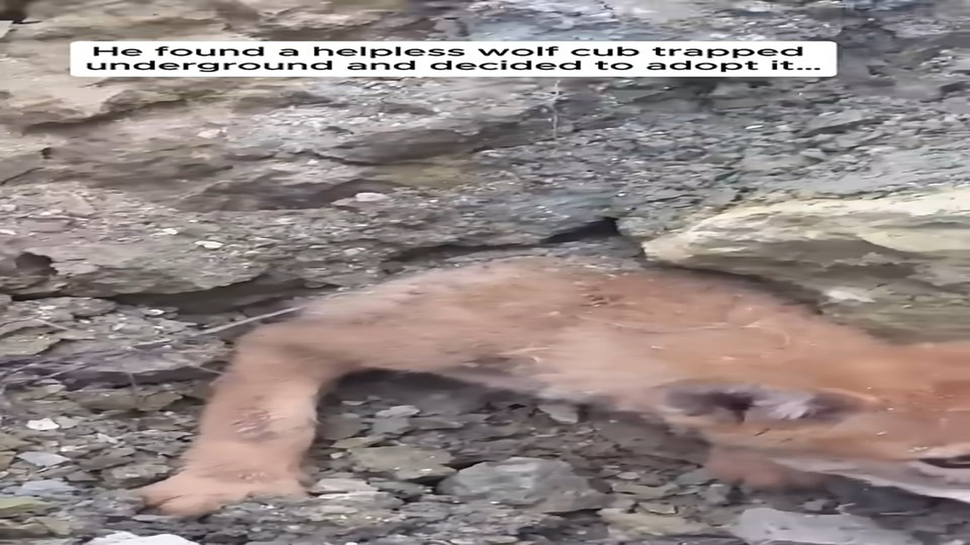 Full story: T1406013_He Saved Adopted Wolf Cub