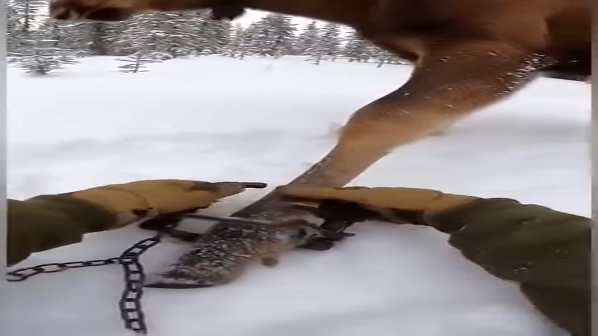 Full story: T1406016_I Found a Trapped Baby Moose and Saved Its Life �