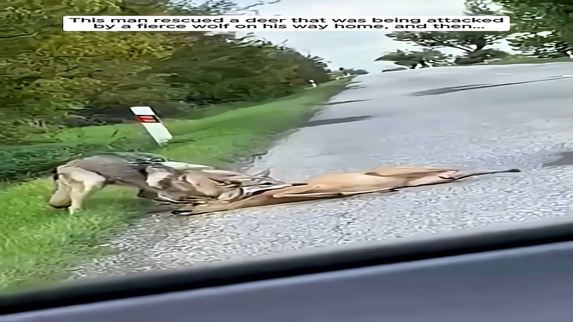 Full story: T1406022_man rescued deer was being attacked by fierce wolf