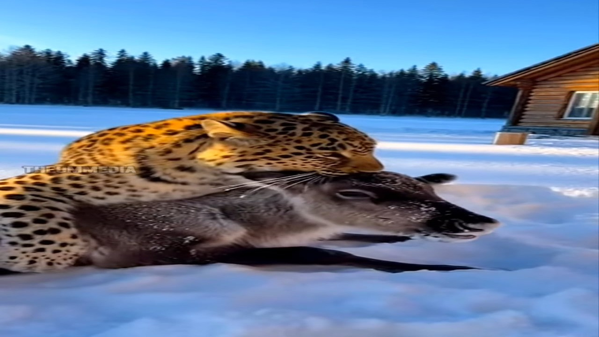 Full story: T1406023_Man Risks His Life to Save a Baby Reindeer from a Hungry Leopard—What Happens Next Will Give You Chills �❄️