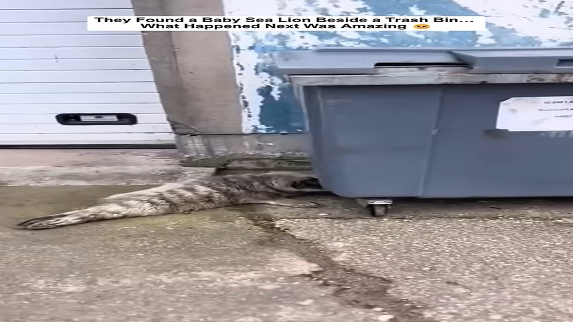 Full story: T1406026_They Found Baby Sea Lion Beside Trash Bin