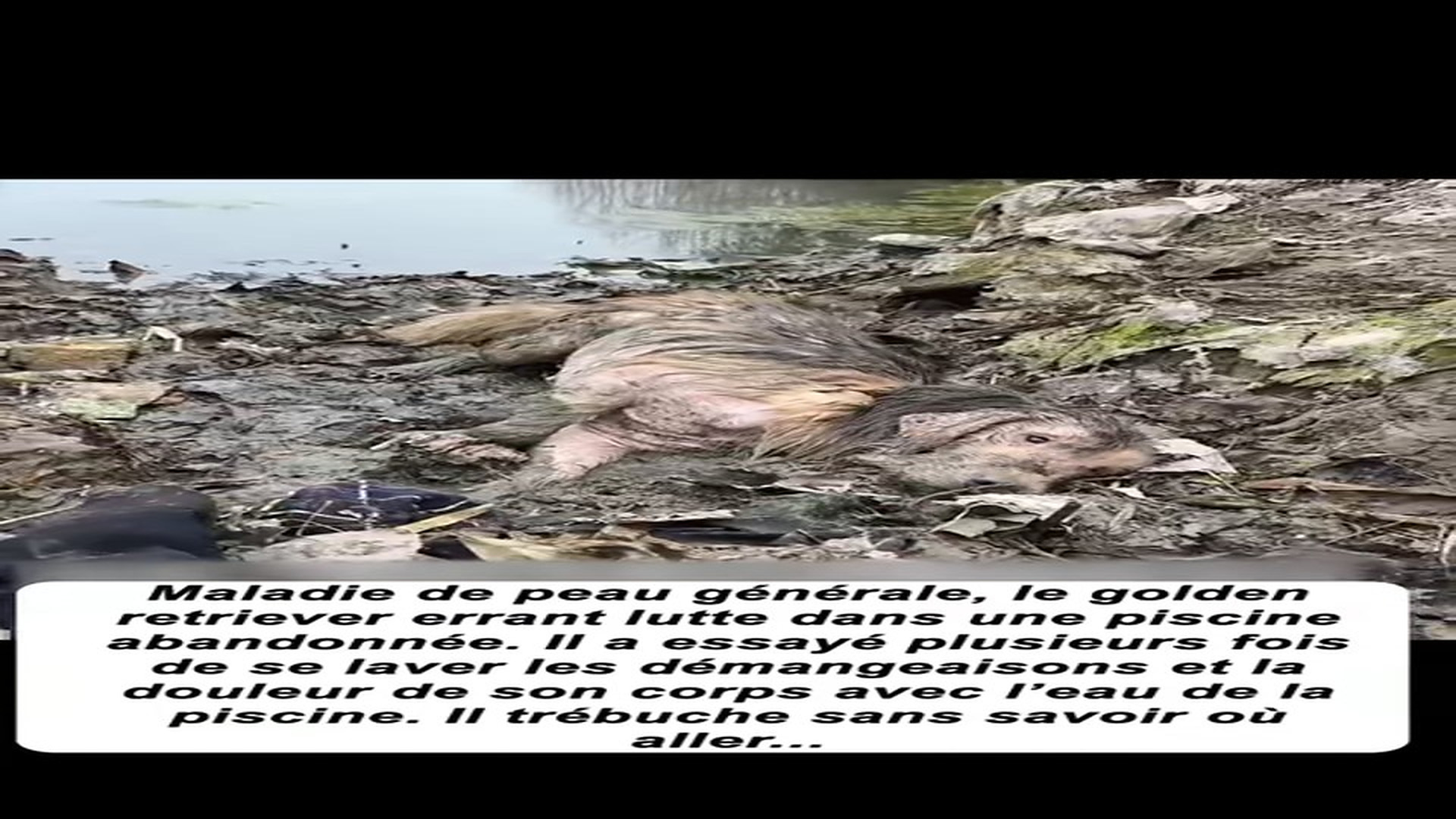 Full story: T1506001_Helpless Animal Found In A Dangerous Place