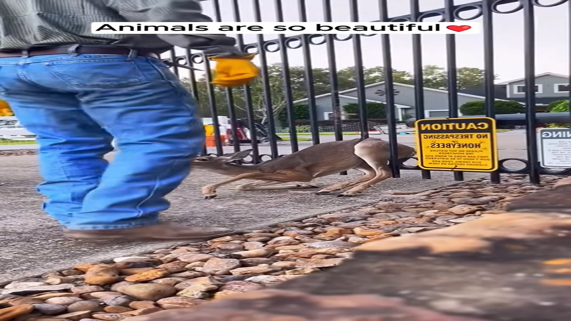 Full story: T1506003_Abandoned Animal Found Crying For Help