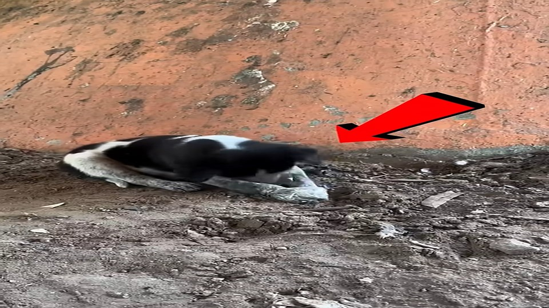 Full story: T1506011_Poor Puppy Found Tape On His Mouth