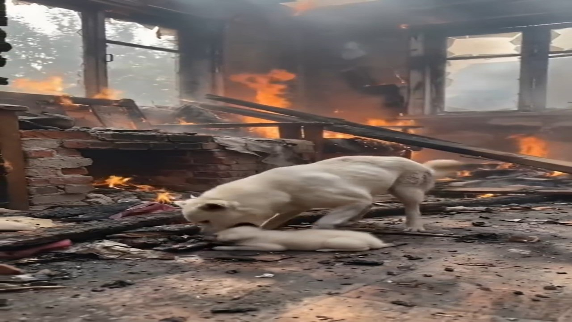 Full story: T1506017_Rescue Team Brings Hope To A Helpless Animal