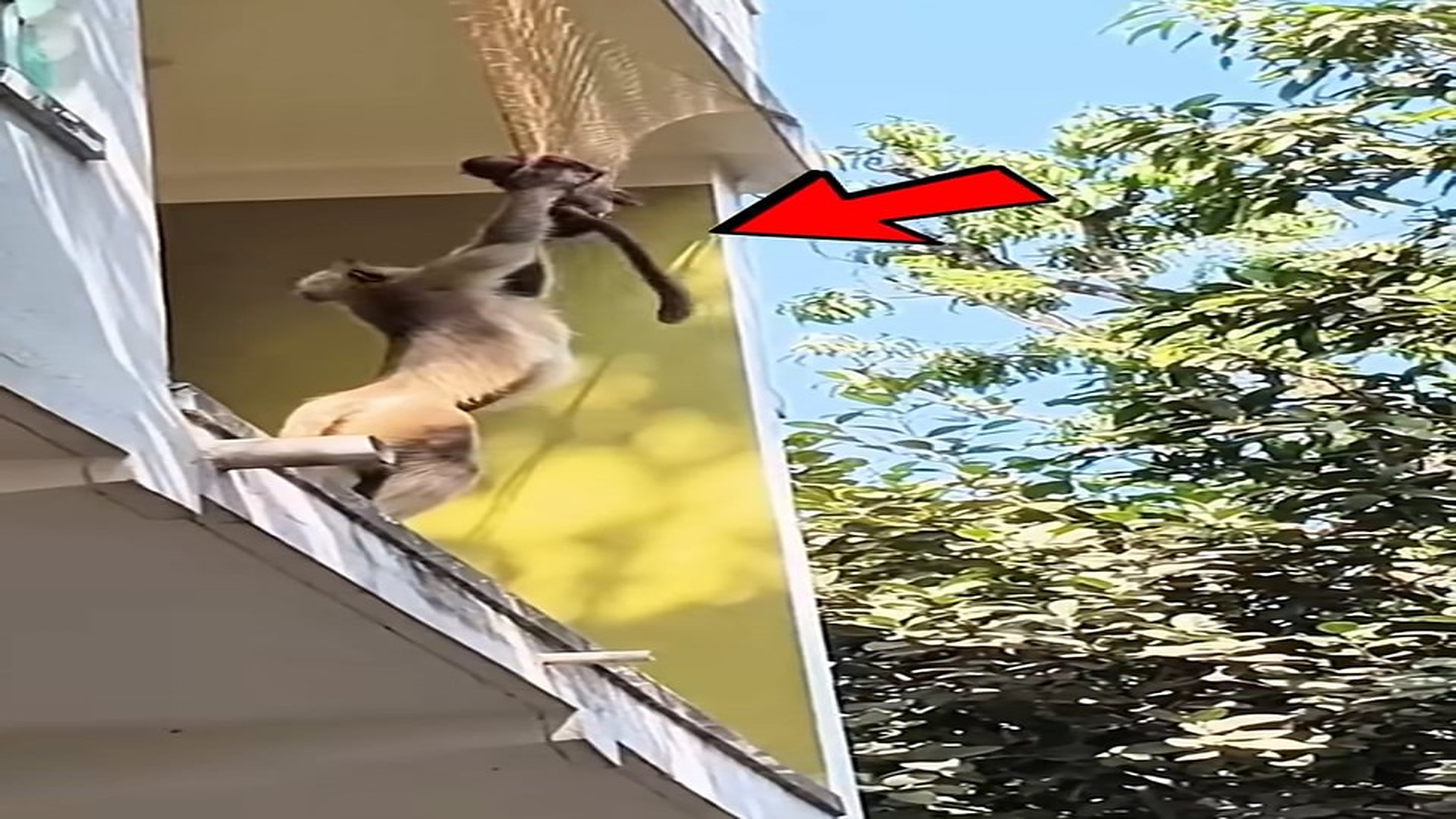 Full story: T1506018_They Rescued Baby Monkey Net