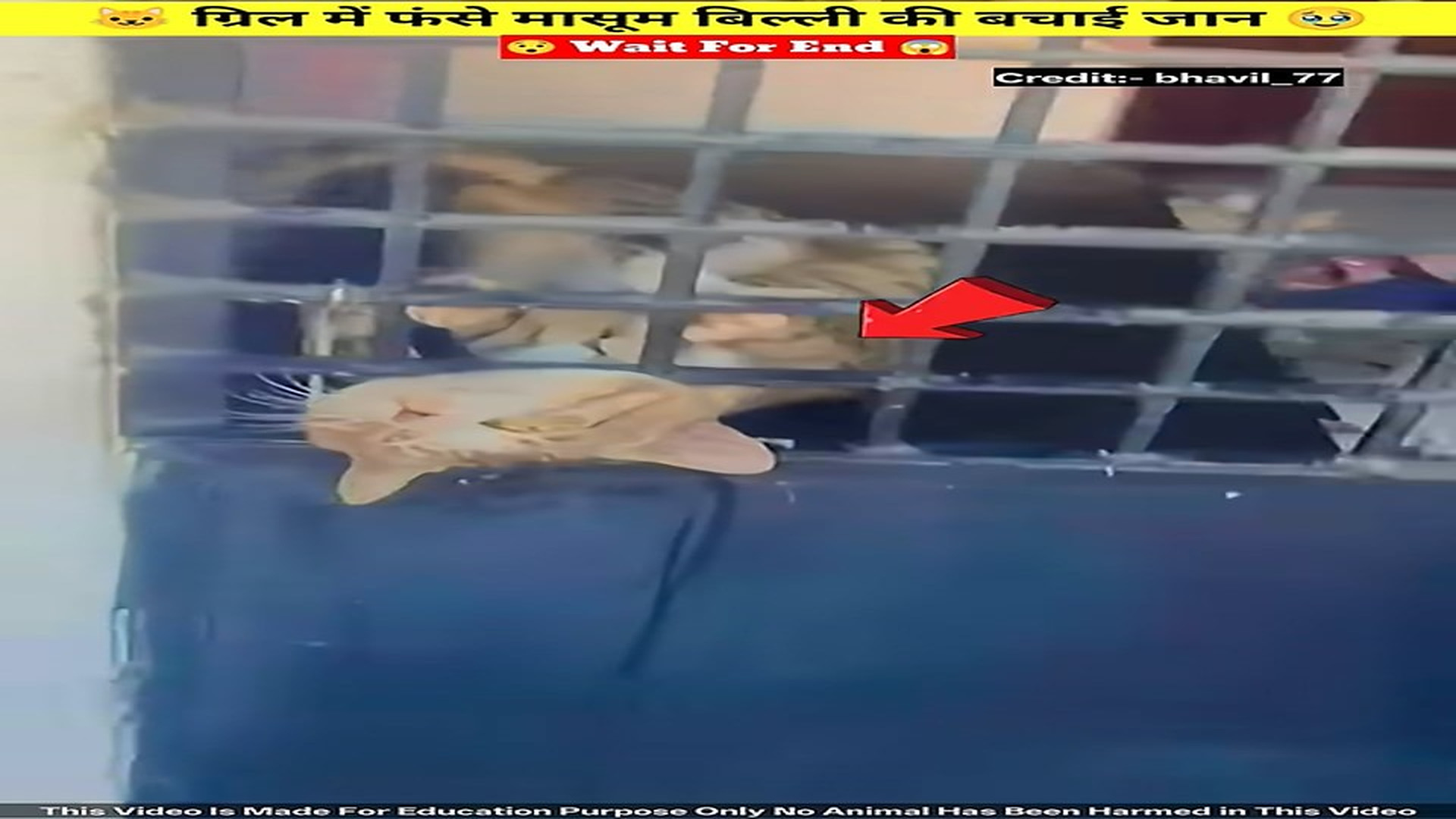 Full story: T1506023_Saved the life of an innocent cat trapped in the grill.