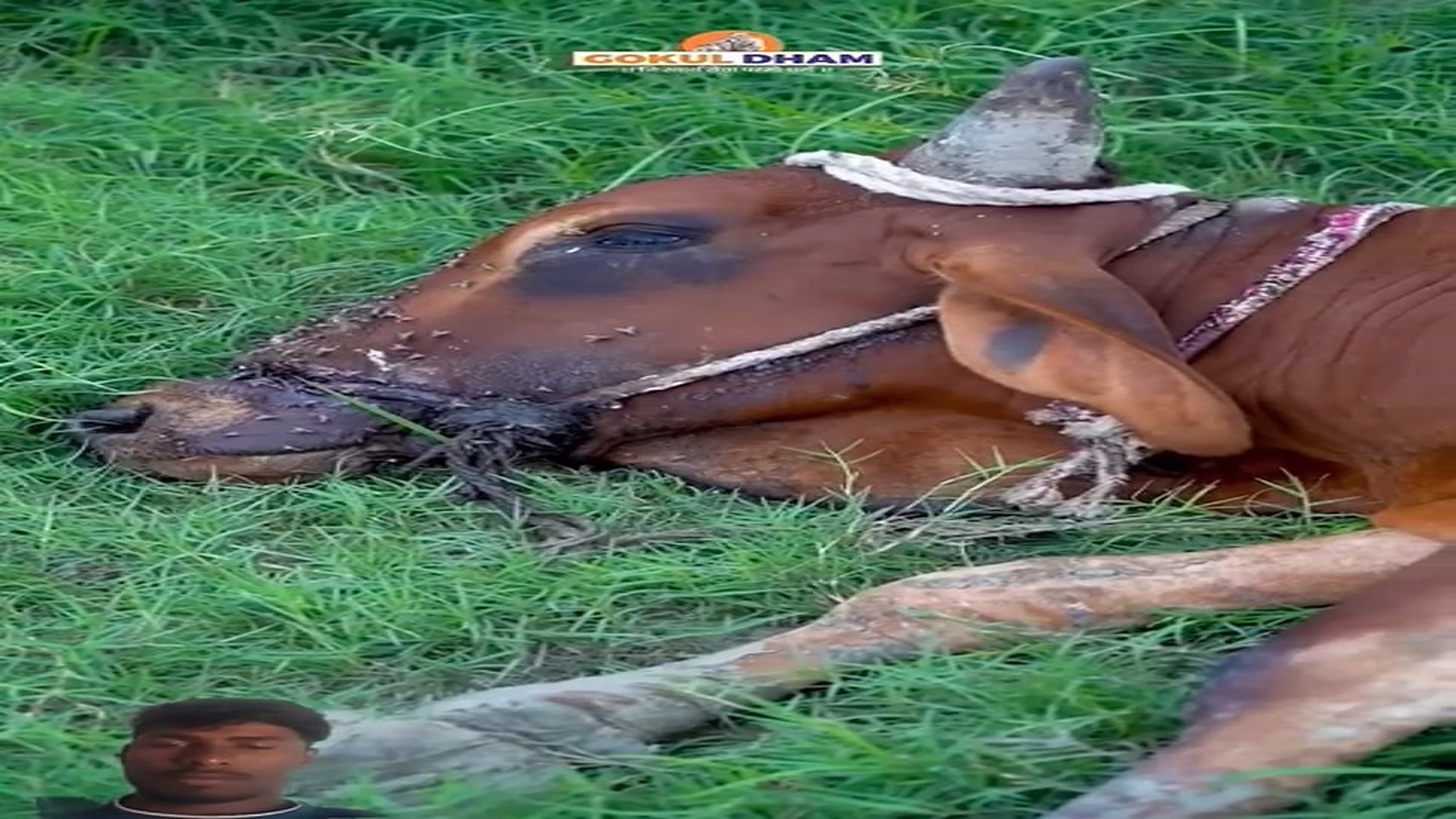Full story: T1506035_Rat Had Par Ras As Pat Aan Pehal Dam
