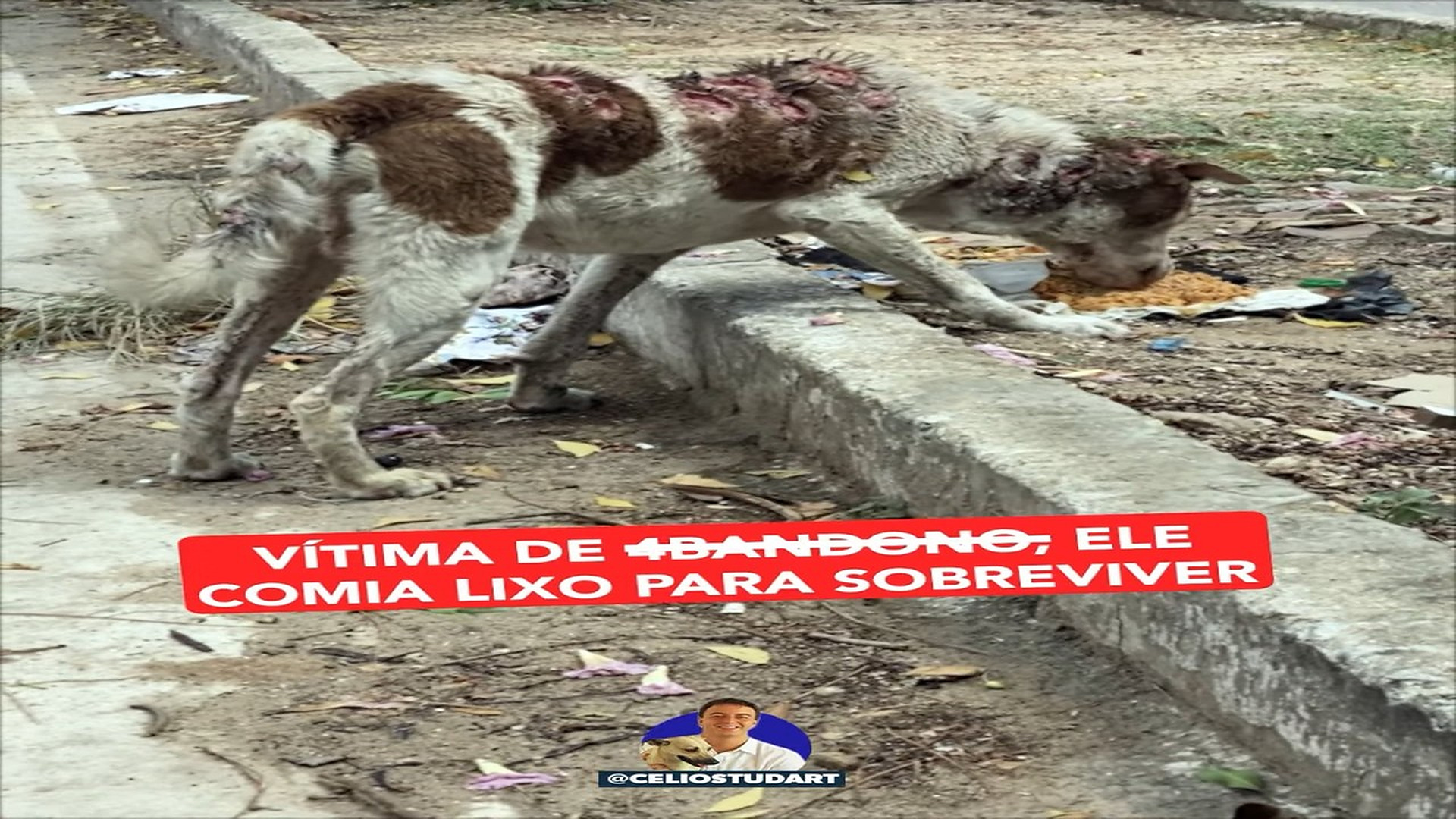 Full story: T1906004_Bolinha fought very bravely... With the care and efforts of the São Lázaro shelter for months, Bolinha was able to rece