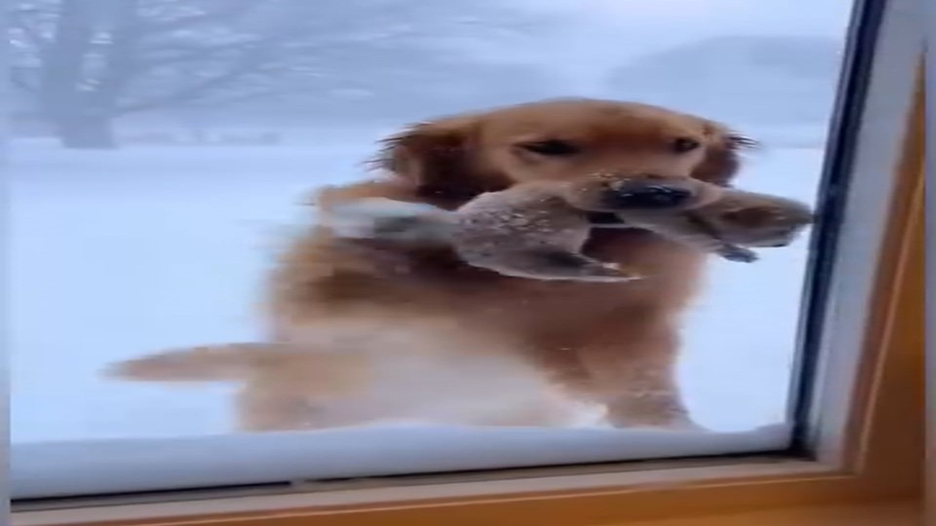 Full story: T1906005_Hero Golden Retriever Begs to Bring Frozen Puppy Inside from Blizzard ❤️❄️ #