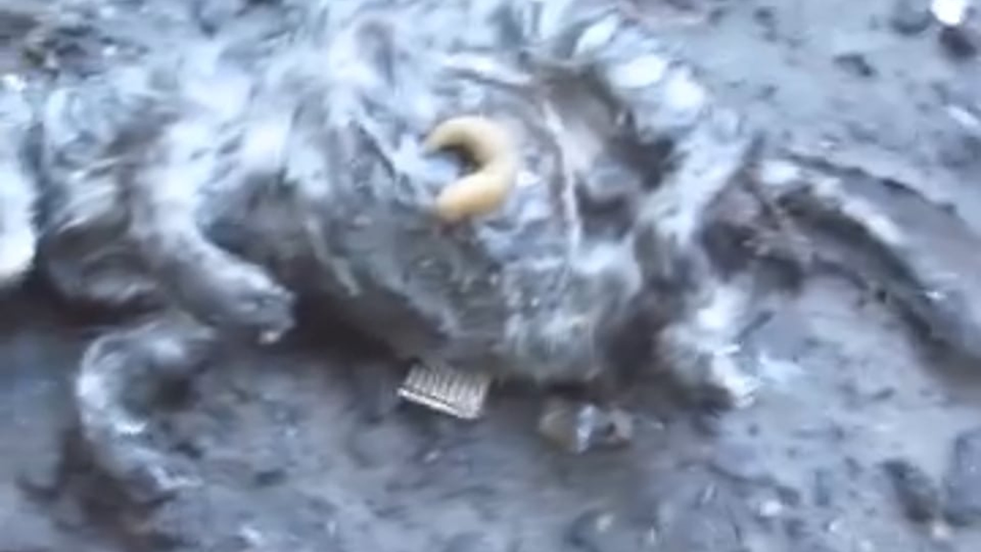 Full story: T1906006_Kitten Rescue after rain storm