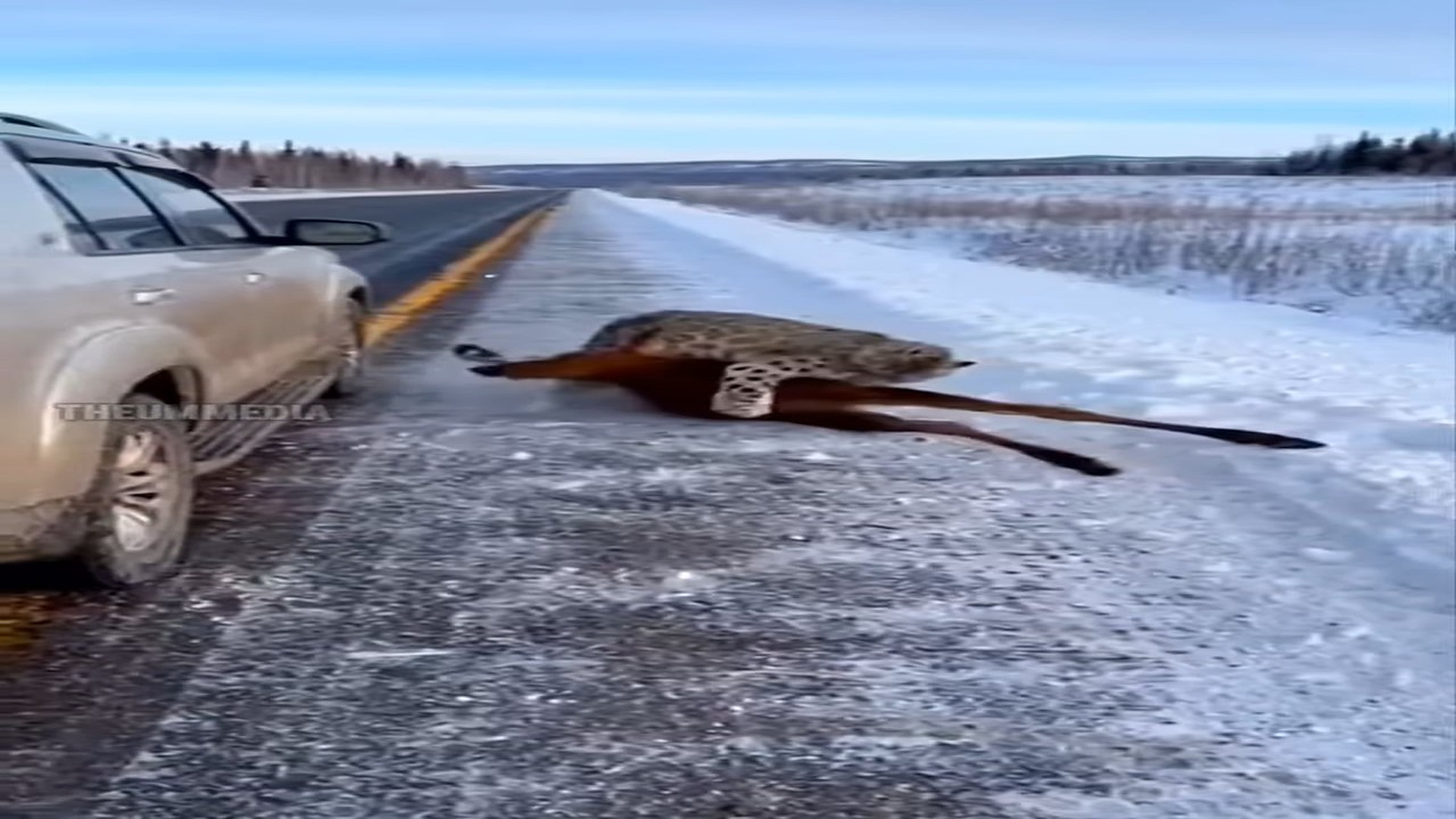 Full story: T1906007_Man Jumps Out of Car to Save Baby Moose from Lynx Attack! (Incredible Wildlife Rescue)