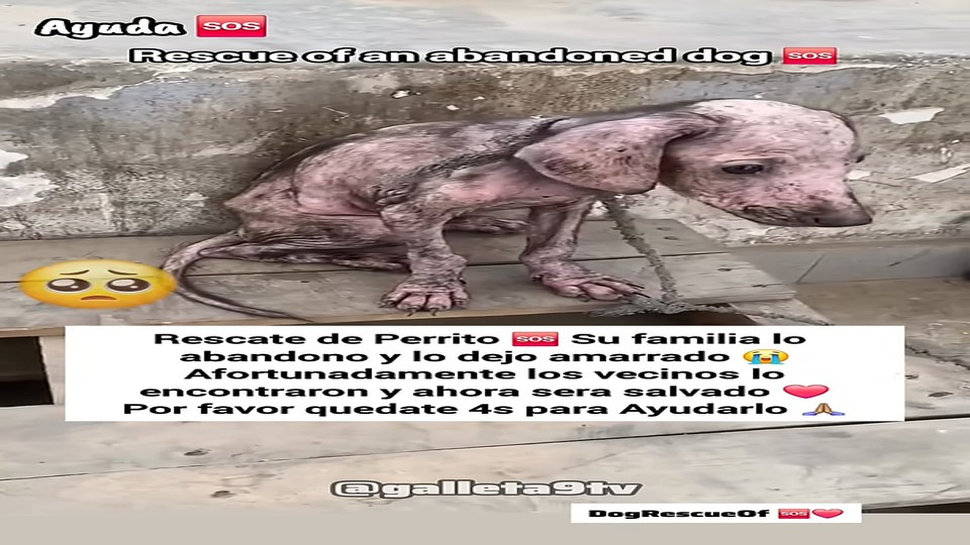 Full story: T1906014_Saving an abandoned puppy