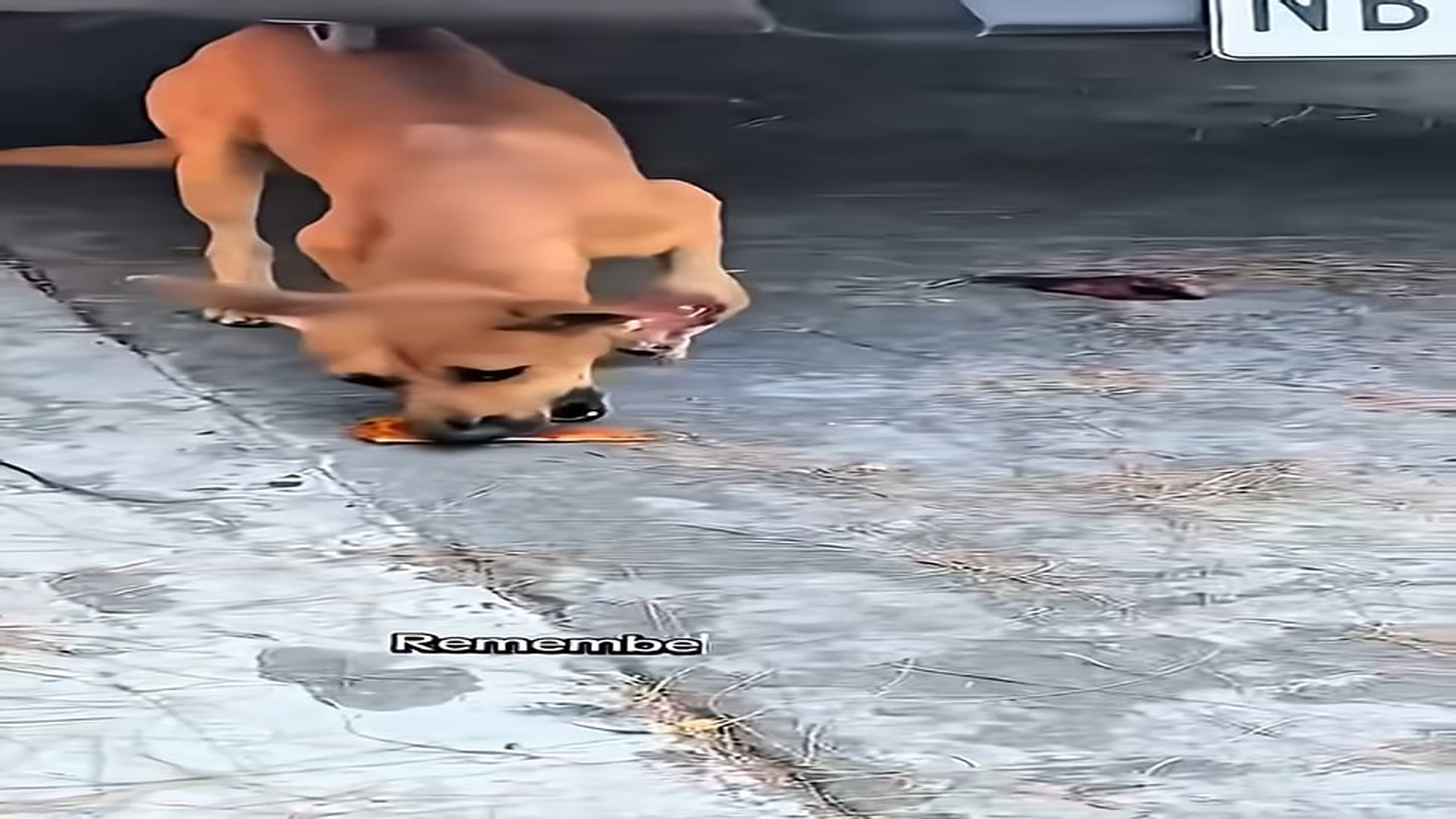 Full story: T1906016_Stray dog deserve to be saved