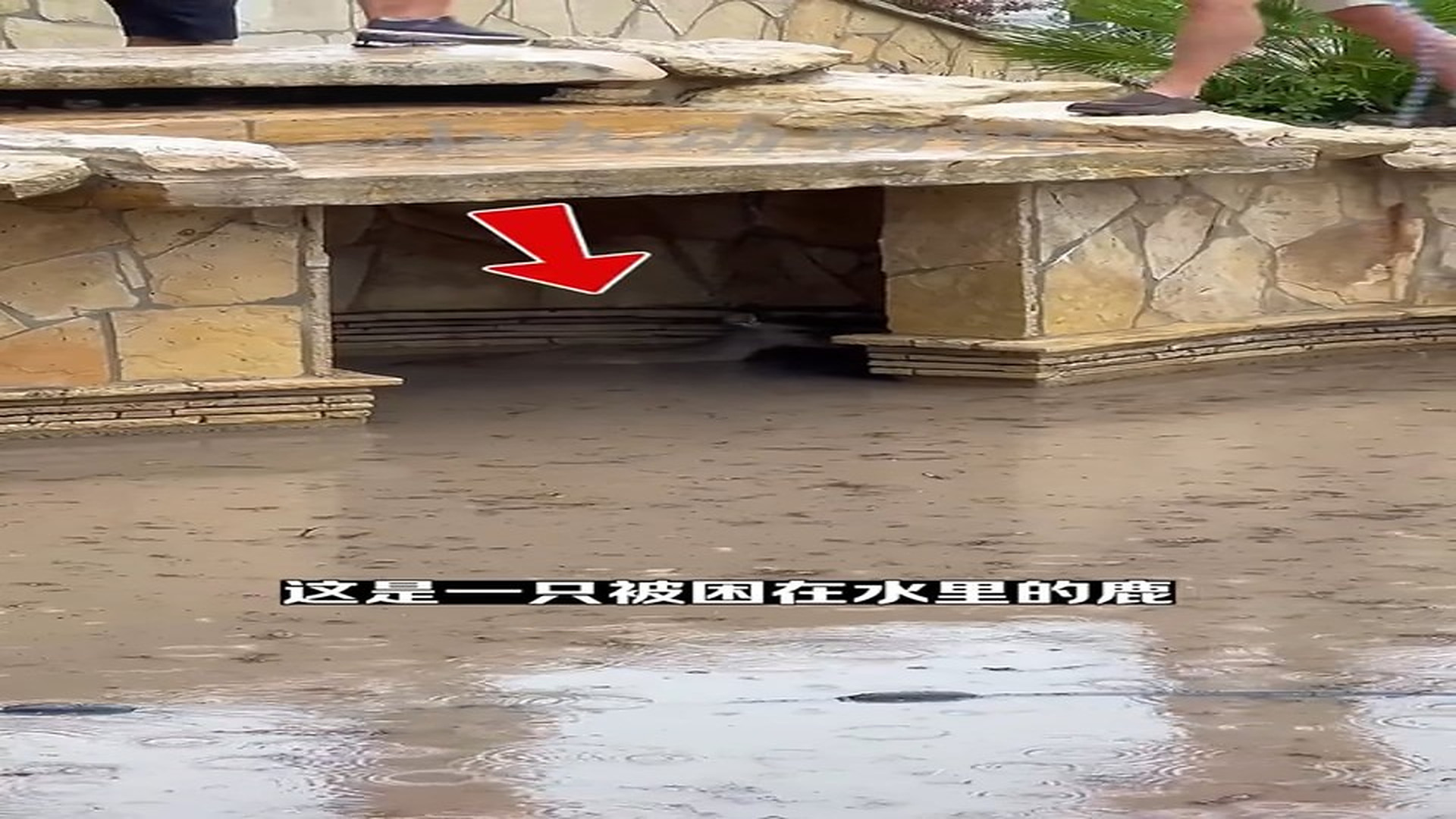 Full story: T1906021_A flood trapped a deer. In desperation, several men saved it