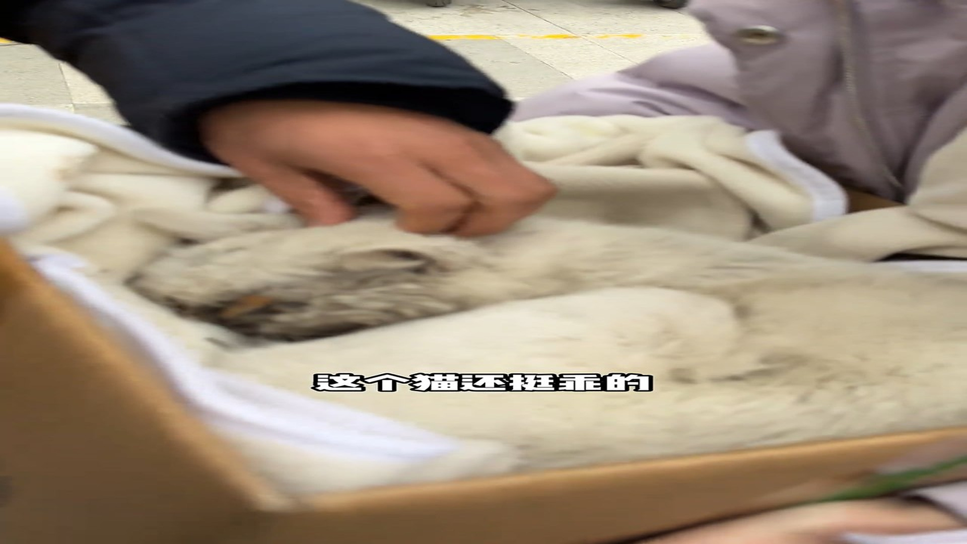 Full story: T1906022_Broken jaw, viral infection, unrecognizable. What happened to this kitten