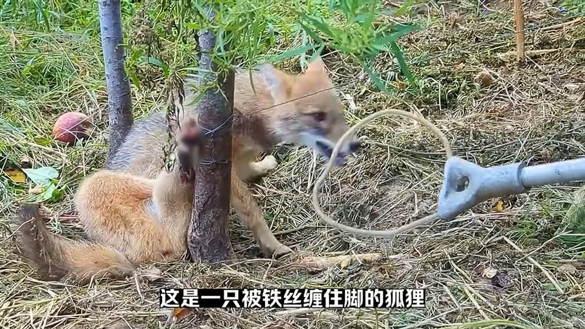 Full story: T1906038_Unfortunately, the little wild fox got stuck on a wire in the mountain. Its foot was injured, but it could not break fr