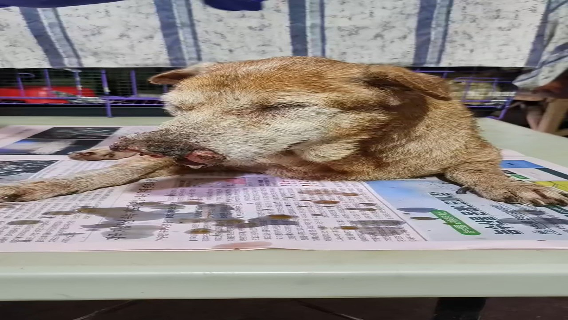 Full story: T2006004_A quick update about Koi. We are building his strength prior to chemotherapy. While chemotherapy is generally very effe