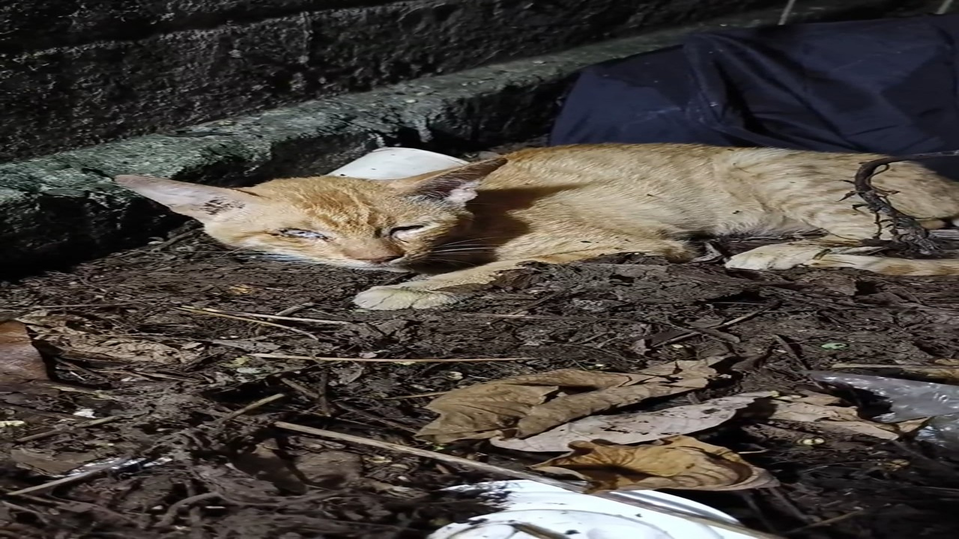 Full story: T2006008_Lagoon was rescued with a severe infection. Infections often become worse after rescue because once the body is hydrate