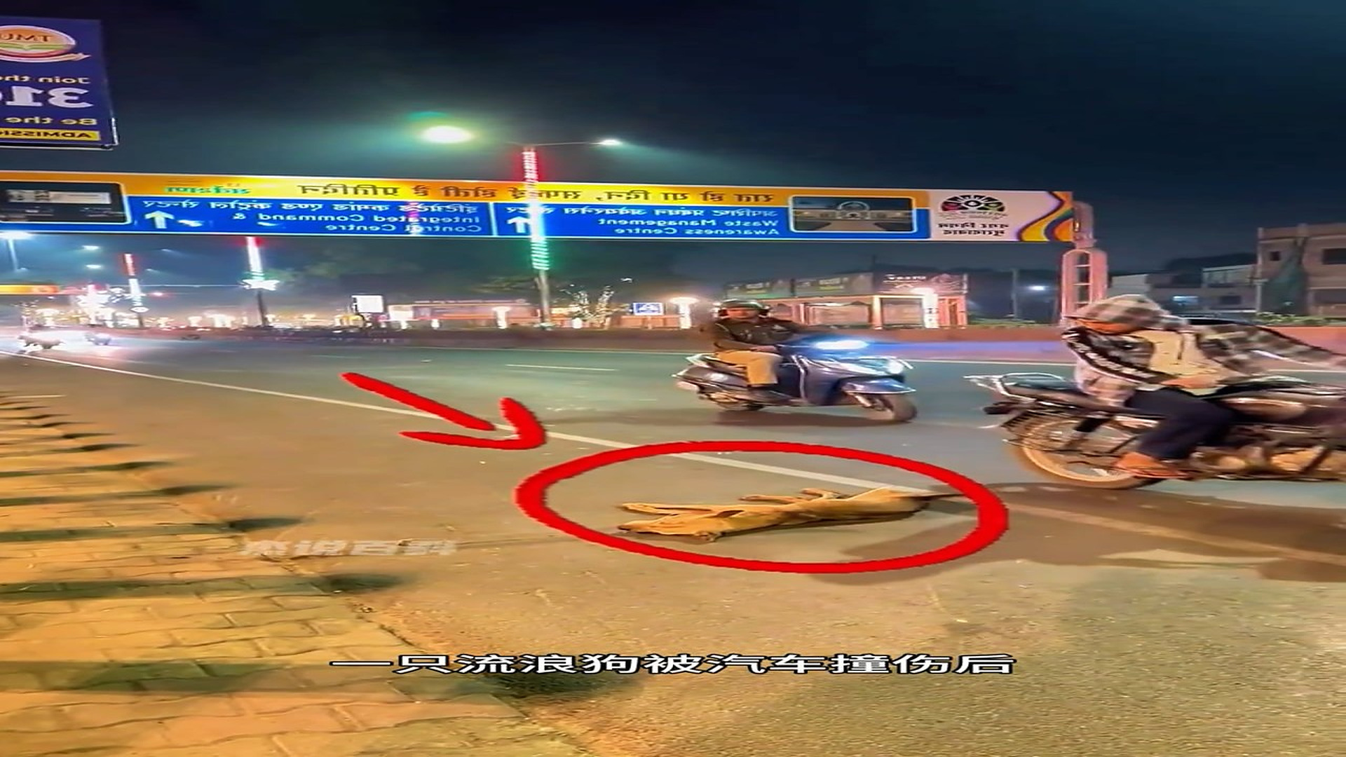 Full story: T2006020_Good Samaritan buries hit stray dog