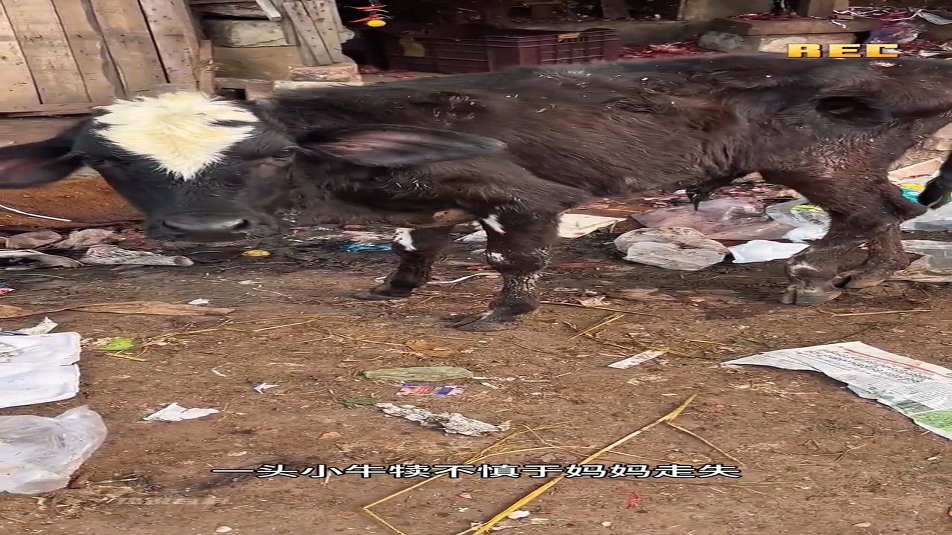 Full story: T2006022_Kind man helps calf with broken leg