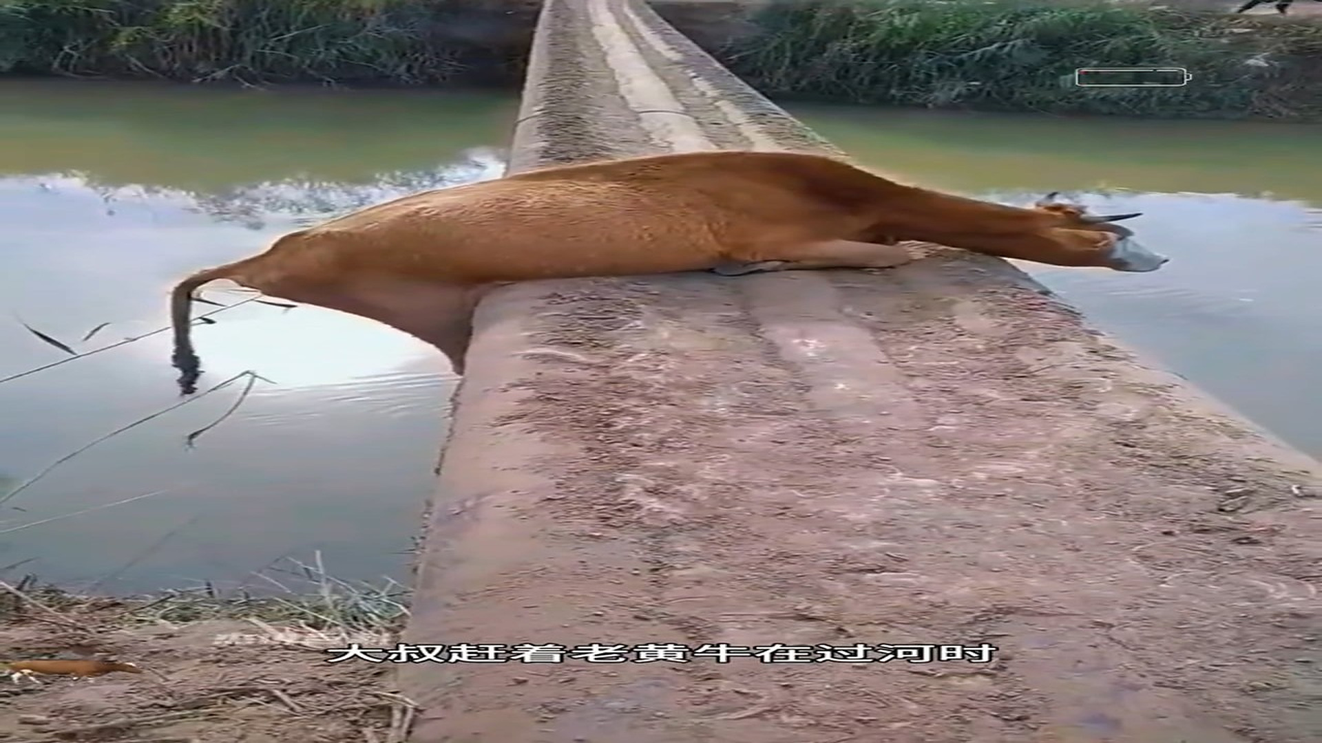 Full story: T2006027_Brother jumped into the river to save the scalper