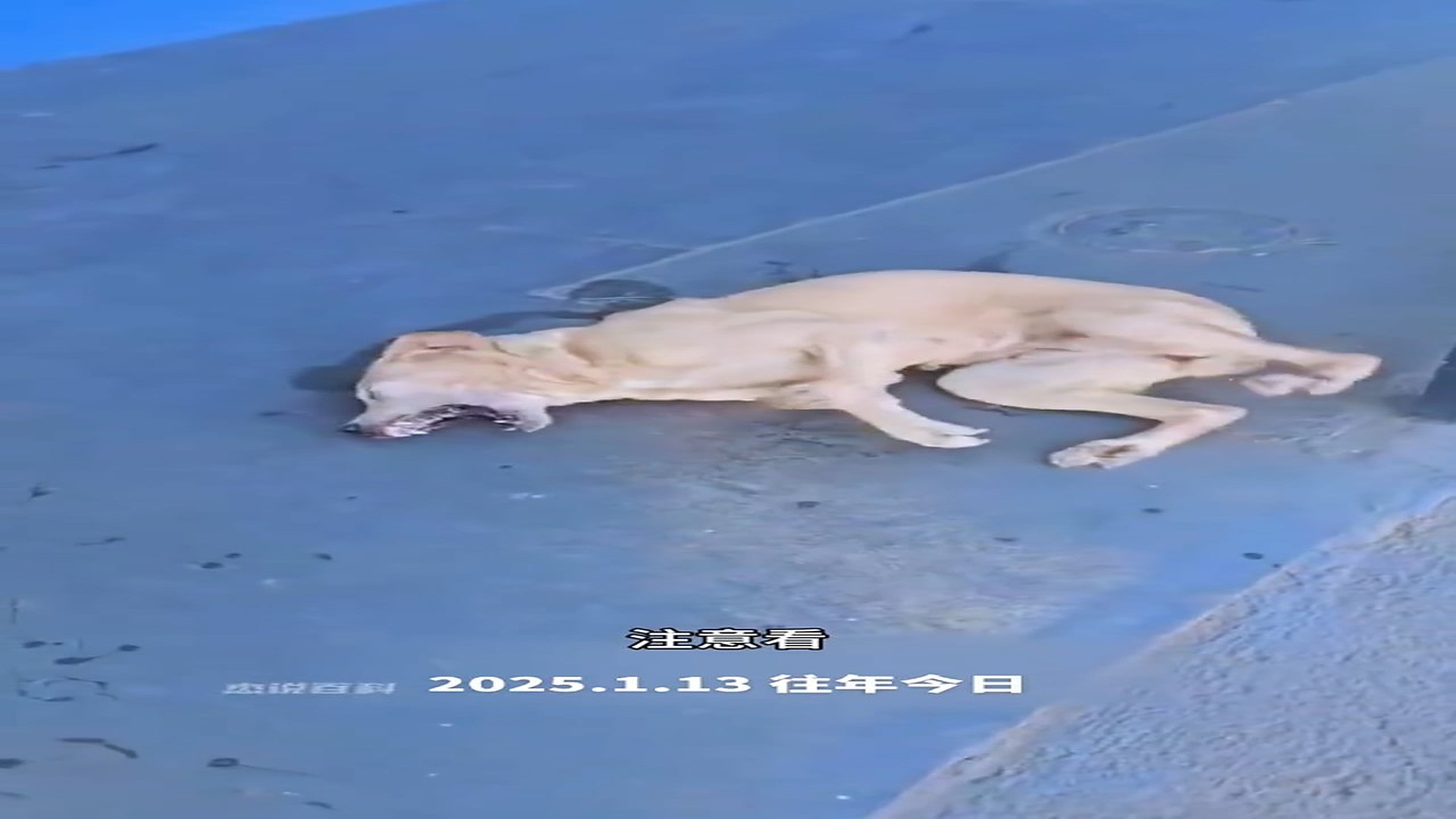 Full story: T2006029_Rescue stray dogs whose paws were crushed