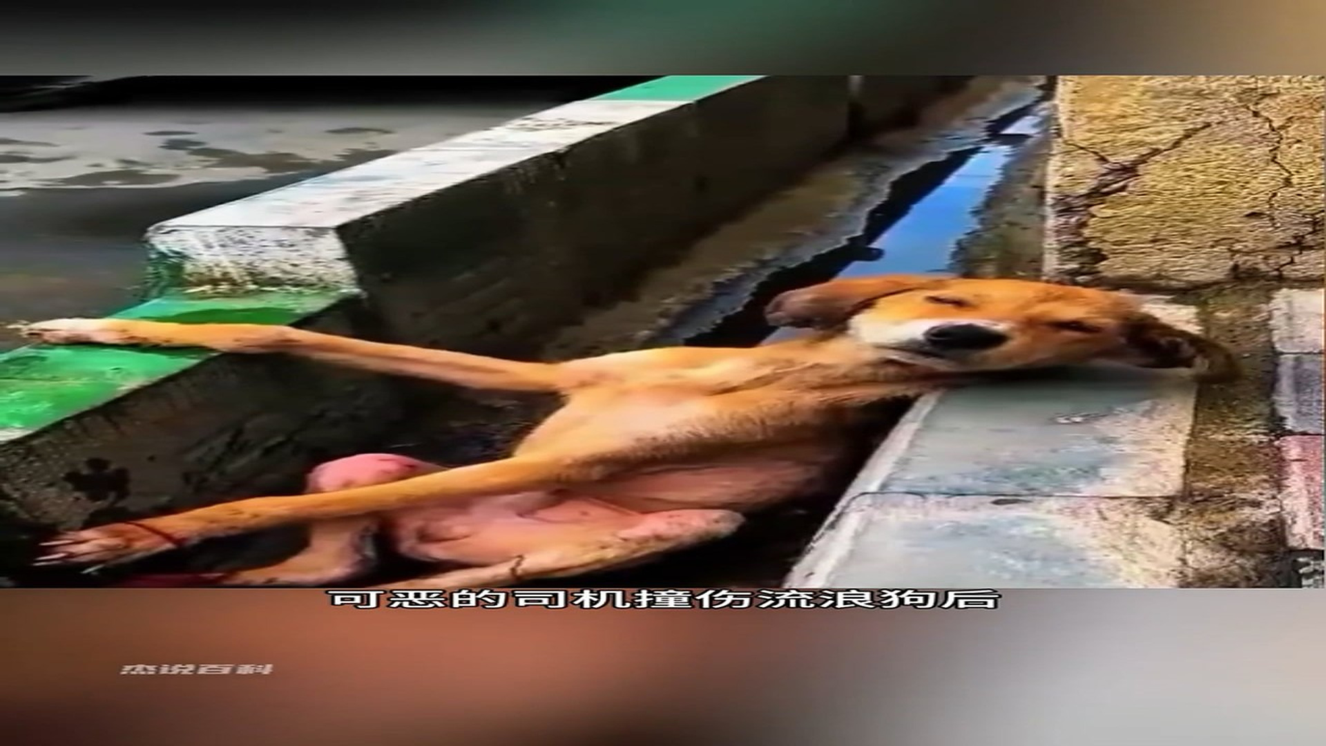 Full story: T2006031_Man helps injured stray dog!